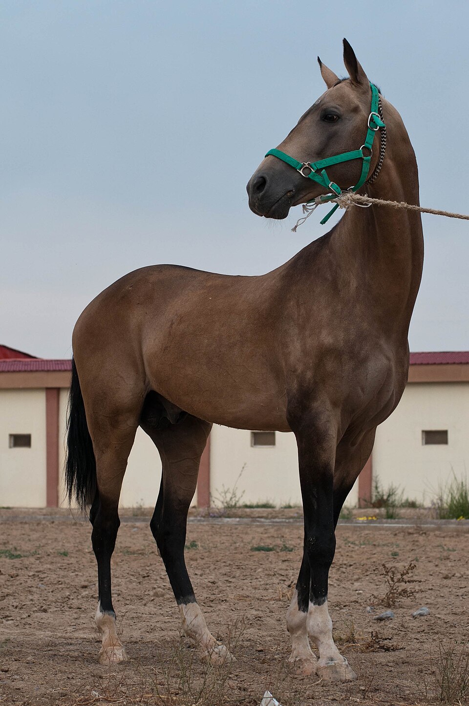 Akhal-Teké de demi-sang (photo Wikipédia)