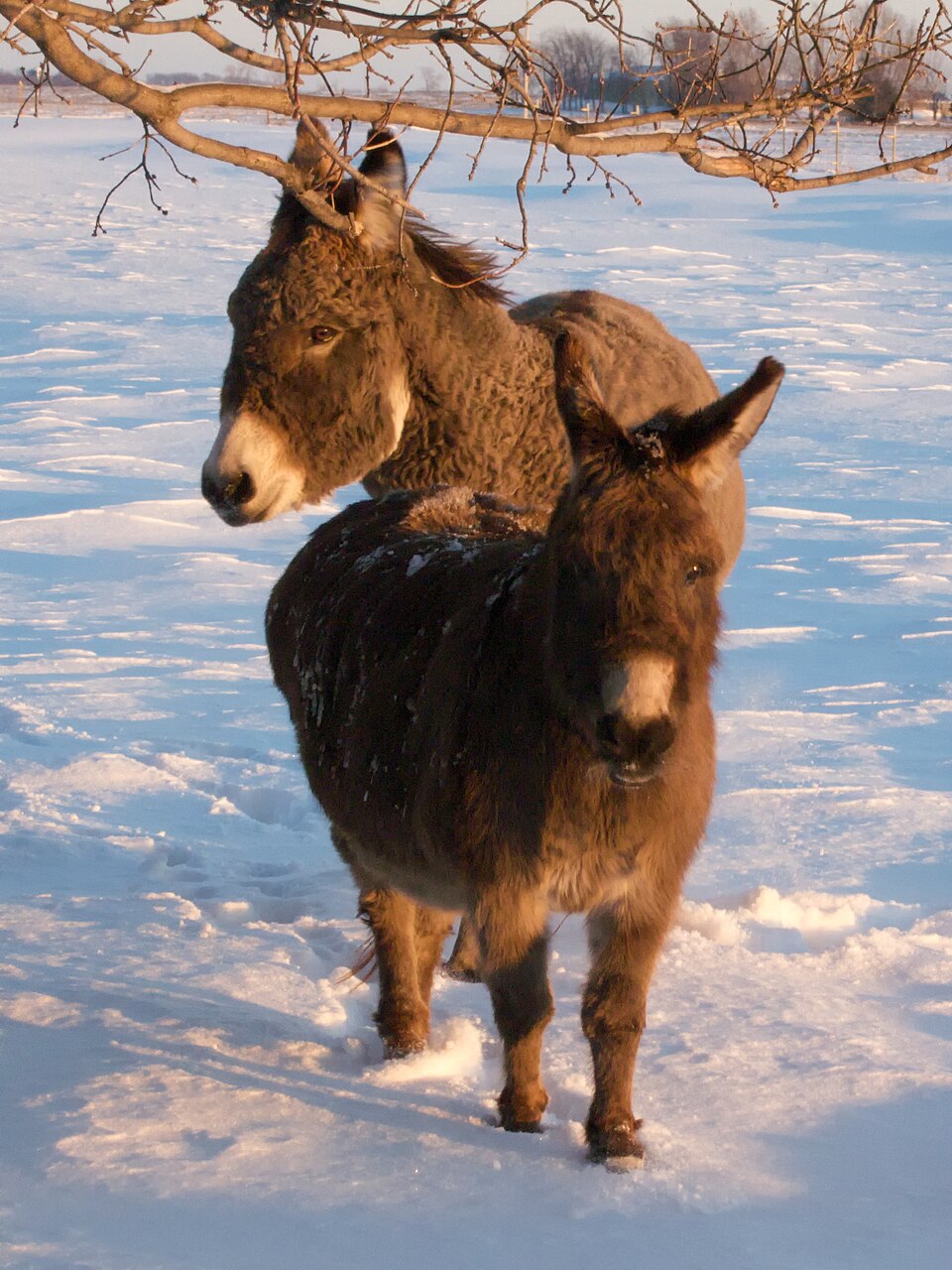 Mini Mediterranean Donkey (photo Wikipédia)