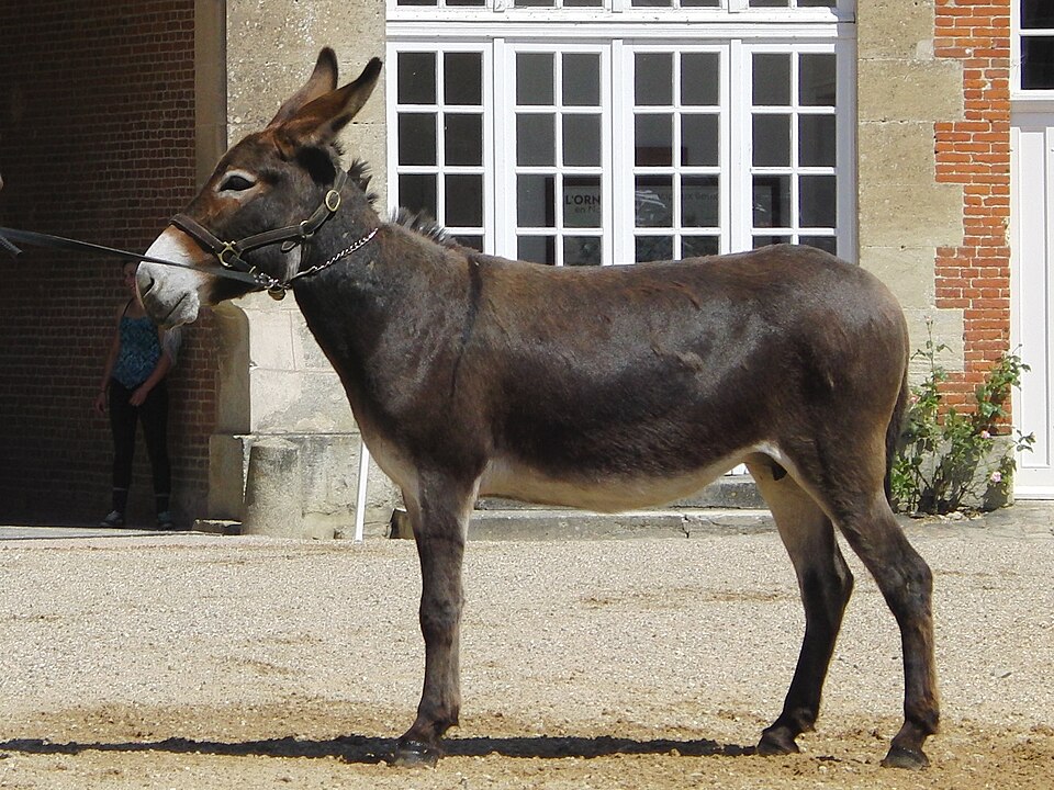 Âne normand (photo Wikipédia)