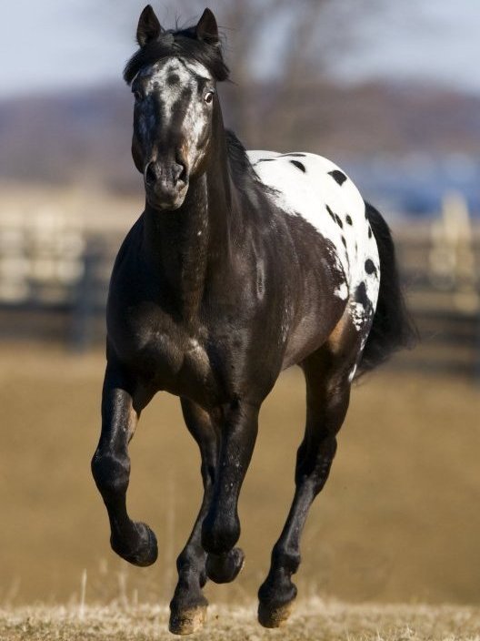 Appaloosa (photo Wikipédia)