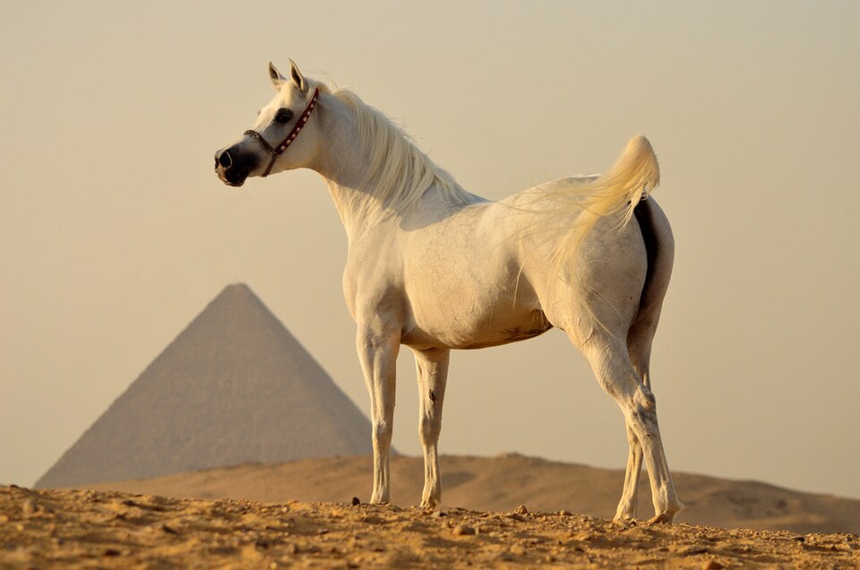 Arabe (photo Wikipédia)
