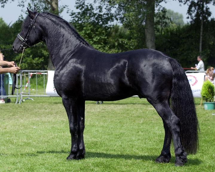 Cheval arabo-frison (photo Wikipédia)