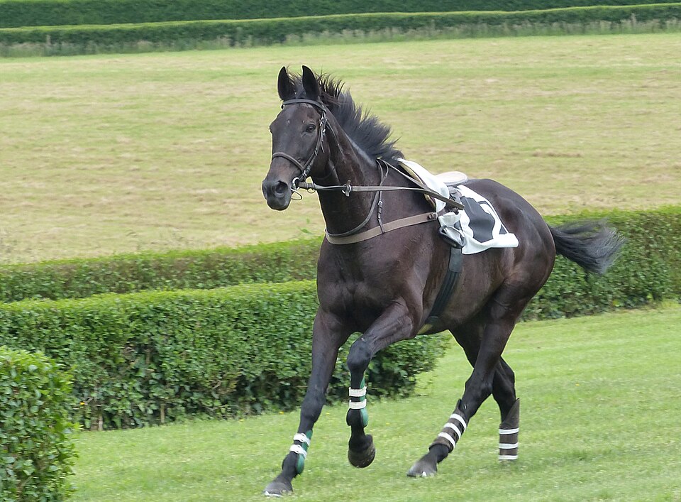 Cheval autre que pur-sang (photo Wikipédia)