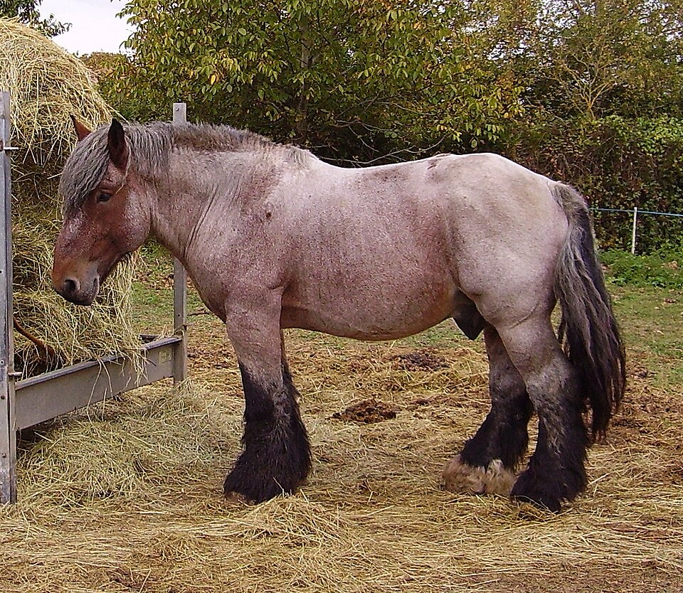 Trait auxois (photo Wikipédia)