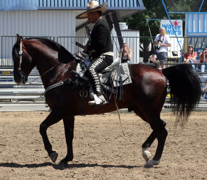 Cheval de race aztèque (photo Wikipédia)
