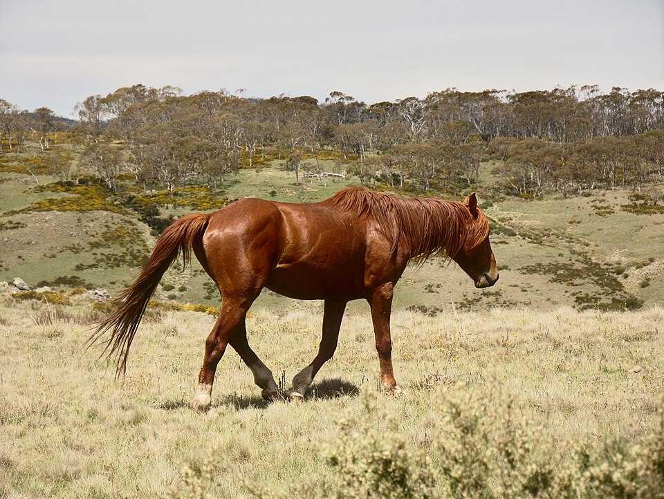 Brumby (photo Wikipédia)