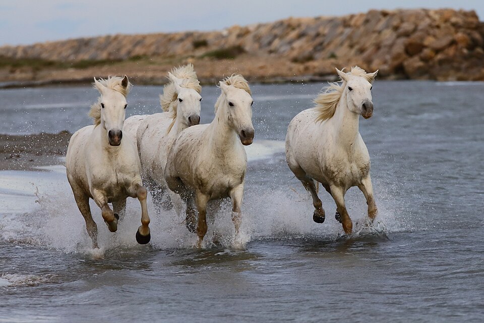 Camargue (photo Wikipédia)