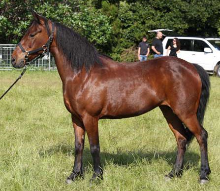 Cheval corse (photo Wikipédia)