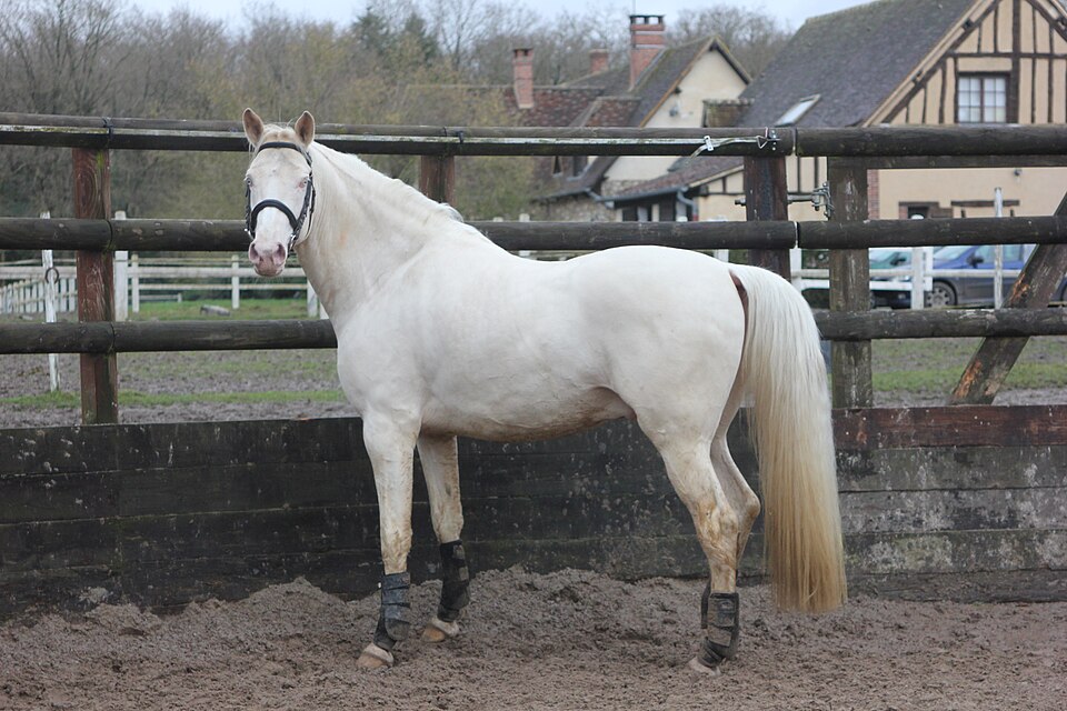Cheval crème (photo Wikipédia)