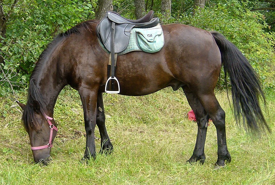 Cheval d'Auvergne (photo Wikipédia)