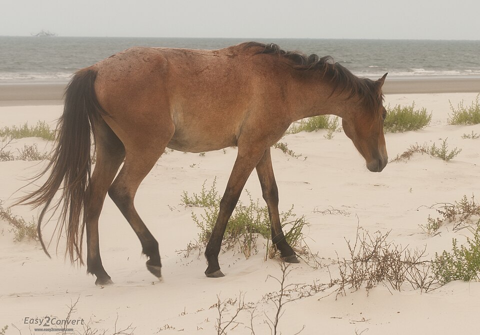 Chevaux de l'île de Cumberland (photo Wikipédia)