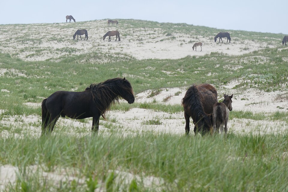 Chevaux de l'île de Sable (photo Wikipédia)