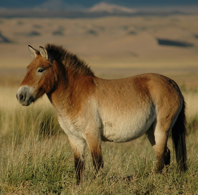 Cheval de Przewalski (photo Wikipédia)