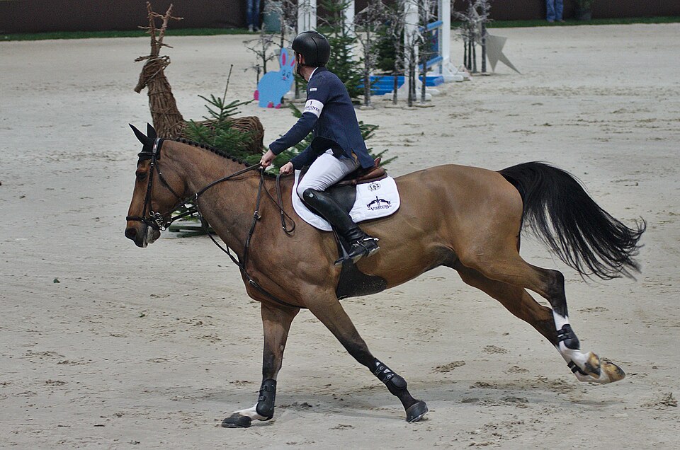 Cheval de sport belge (photo Wikipédia)