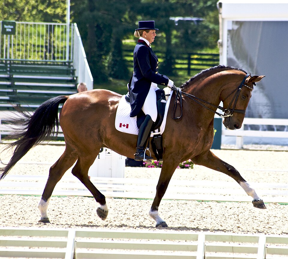 Cheval de sport canadien (photo Wikipédia)