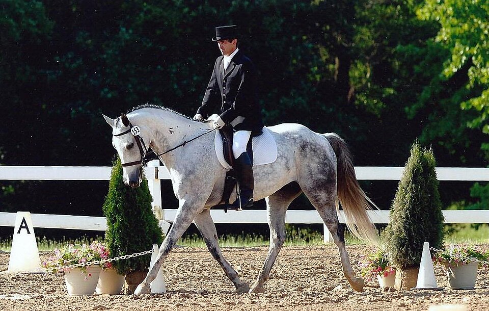 Cheval de sport hongrois (photo Wikipédia)