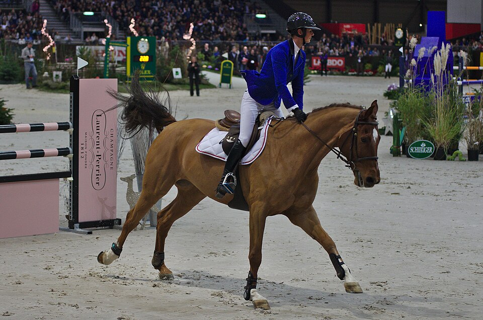 CH-Warmblut Sportpferd (photo Wikipédia)