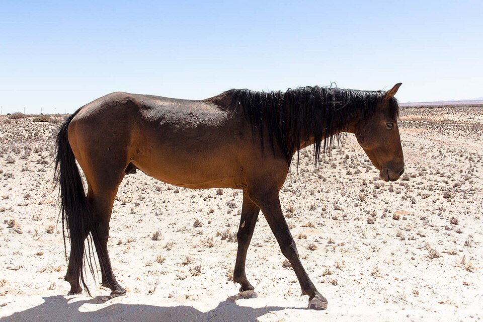 Cheval du Namib (photo Wikipédia)