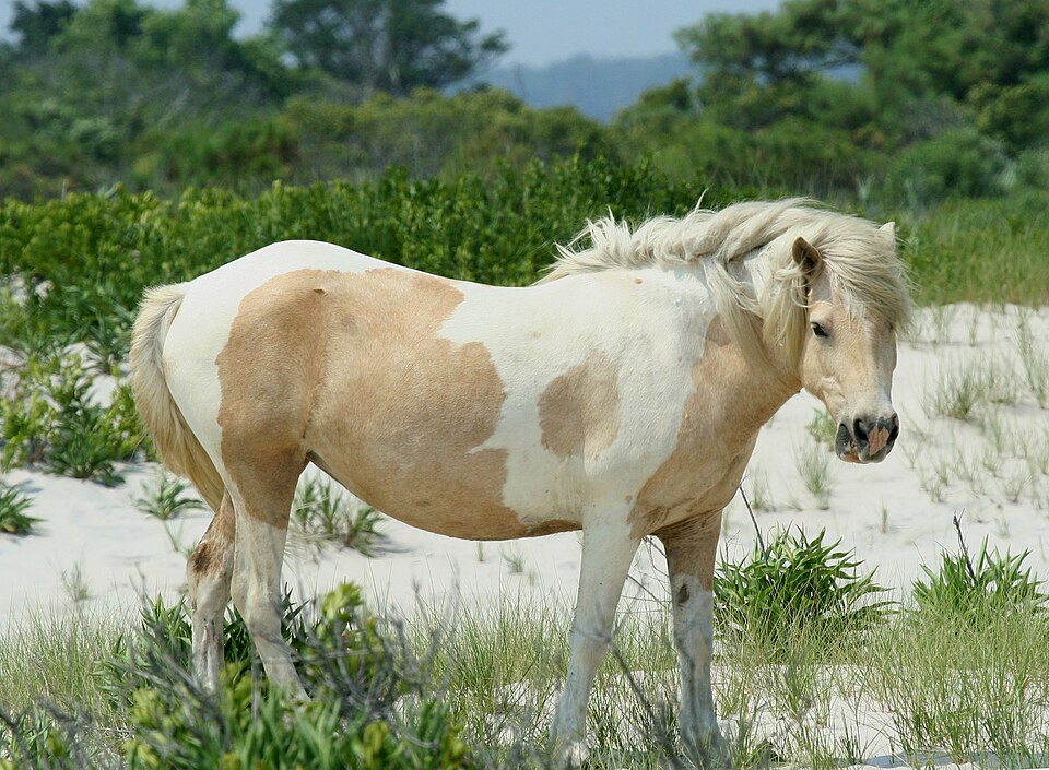 Chevaux d'Assateague (photo Wikipédia)