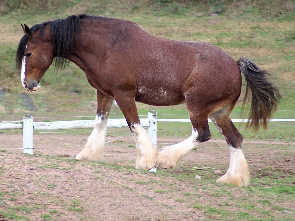 Clydesdale (photo Wikipédia)