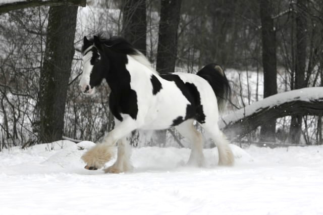 Irish Cob (photo Wikipédia)