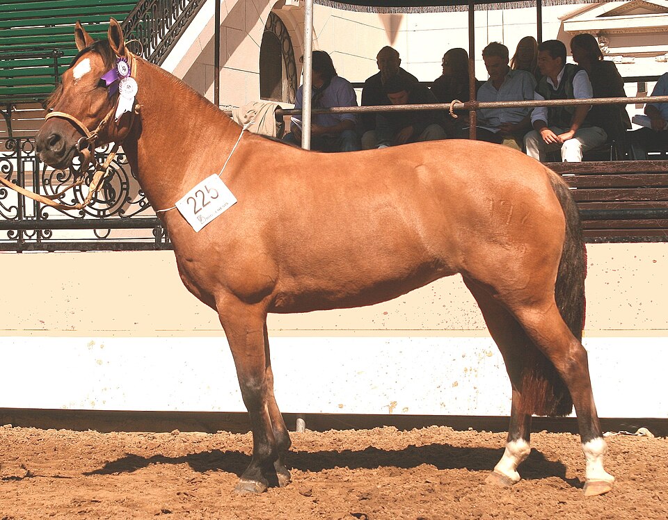 Criollo (photo Wikipédia)