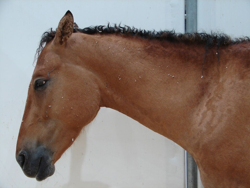 Cheval Curly (photo Wikipédia)
