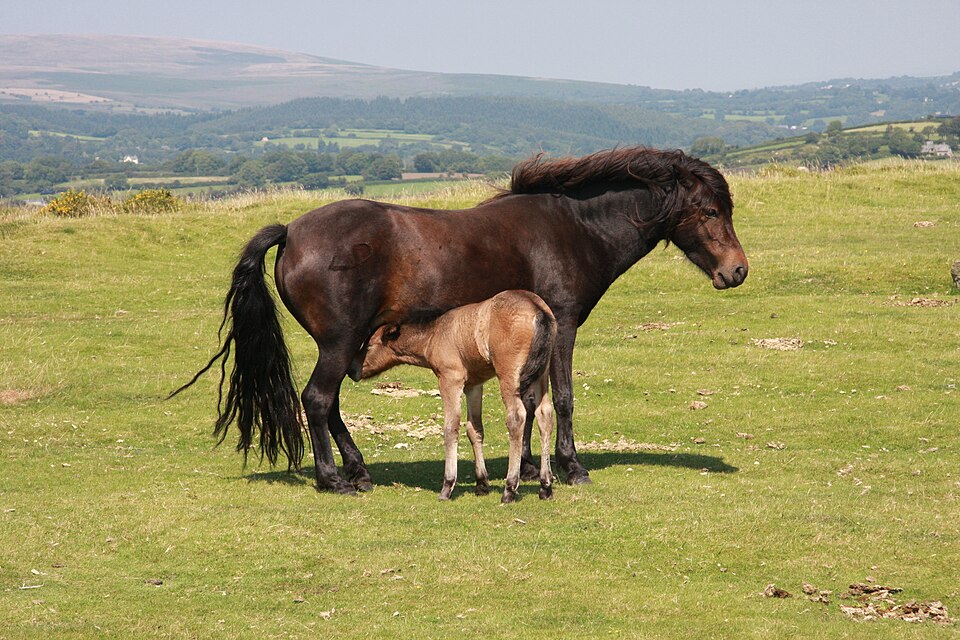 Dartmoor (photo Wikipédia)