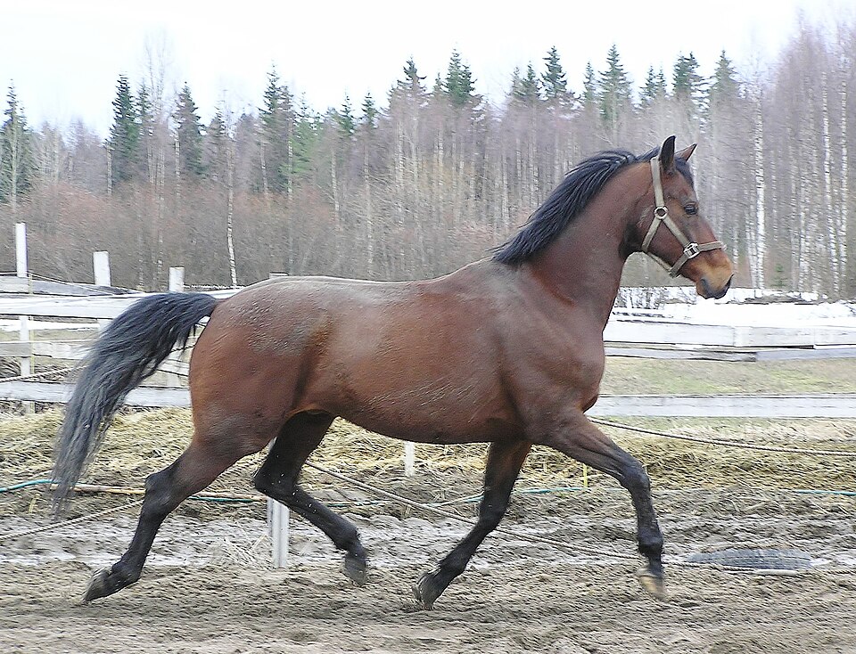 Finlandais sang-chaud (photo Wikipédia)