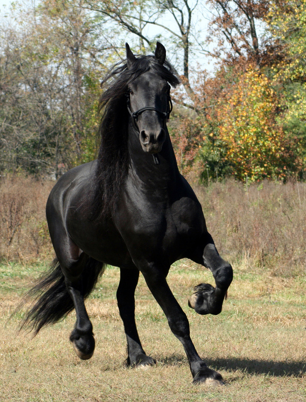 Cheval frison (photo Wikipédia)