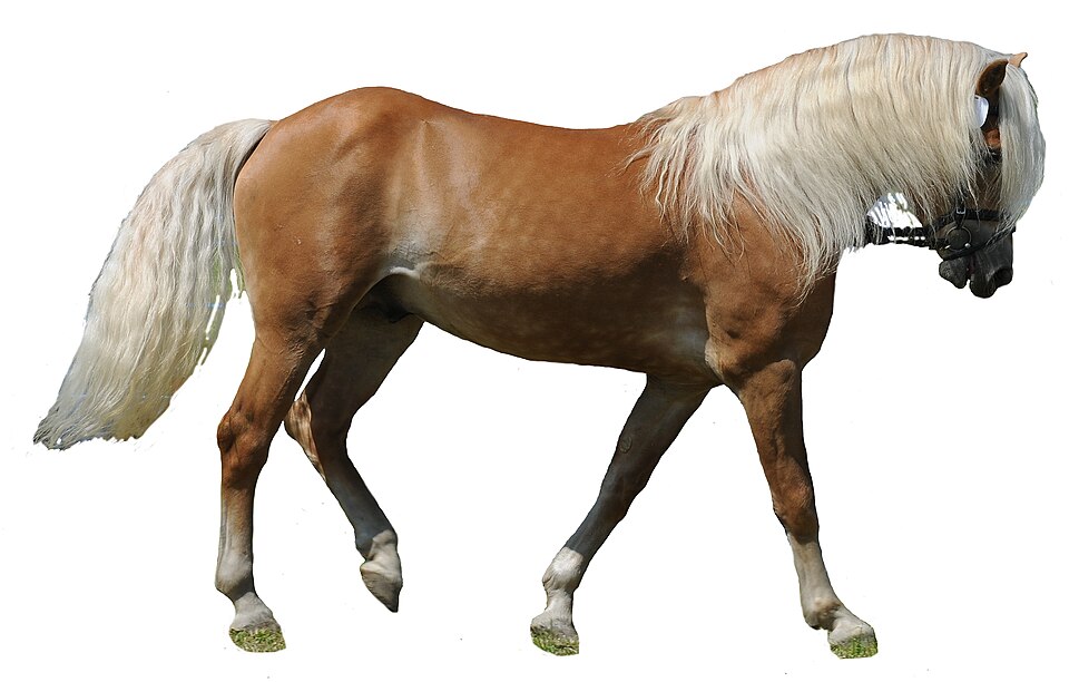 Poney Haflinger (photo Wikipédia)