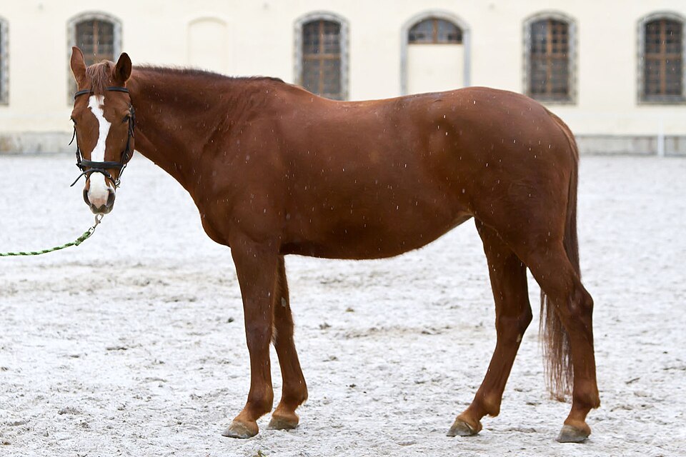 Hessen Horse (photo Wikipédia)