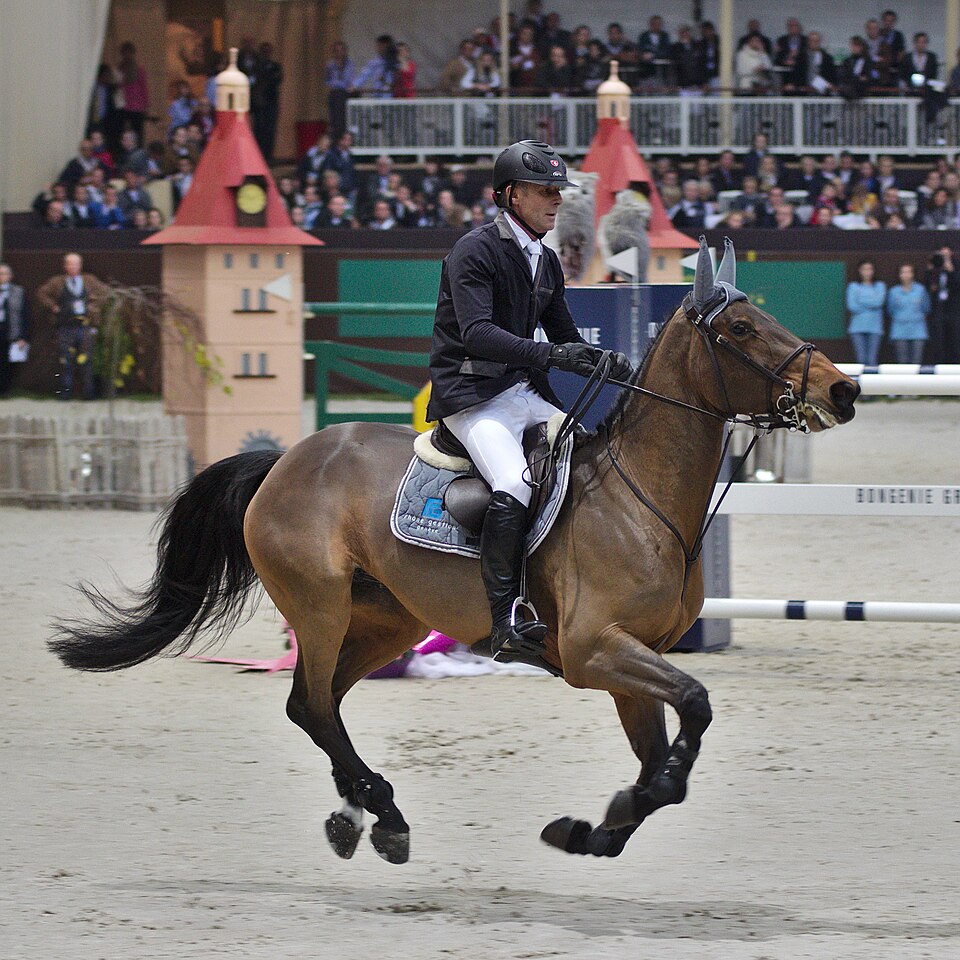 Irish Sport Horse (photo Wikipédia)