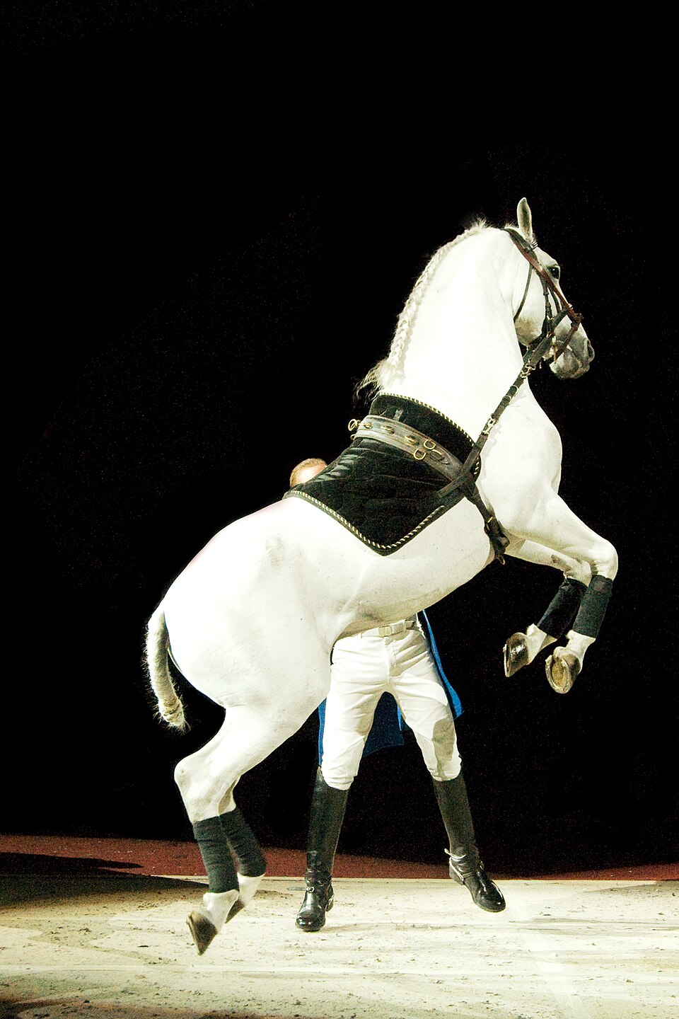 Lipizzan (photo Wikipédia)