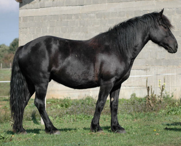 Cheval de Mérens (photo Wikipédia)