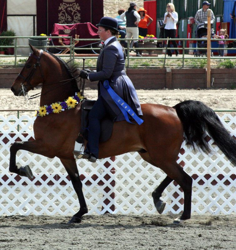 Part-Bred Morgan (photo Wikipédia)