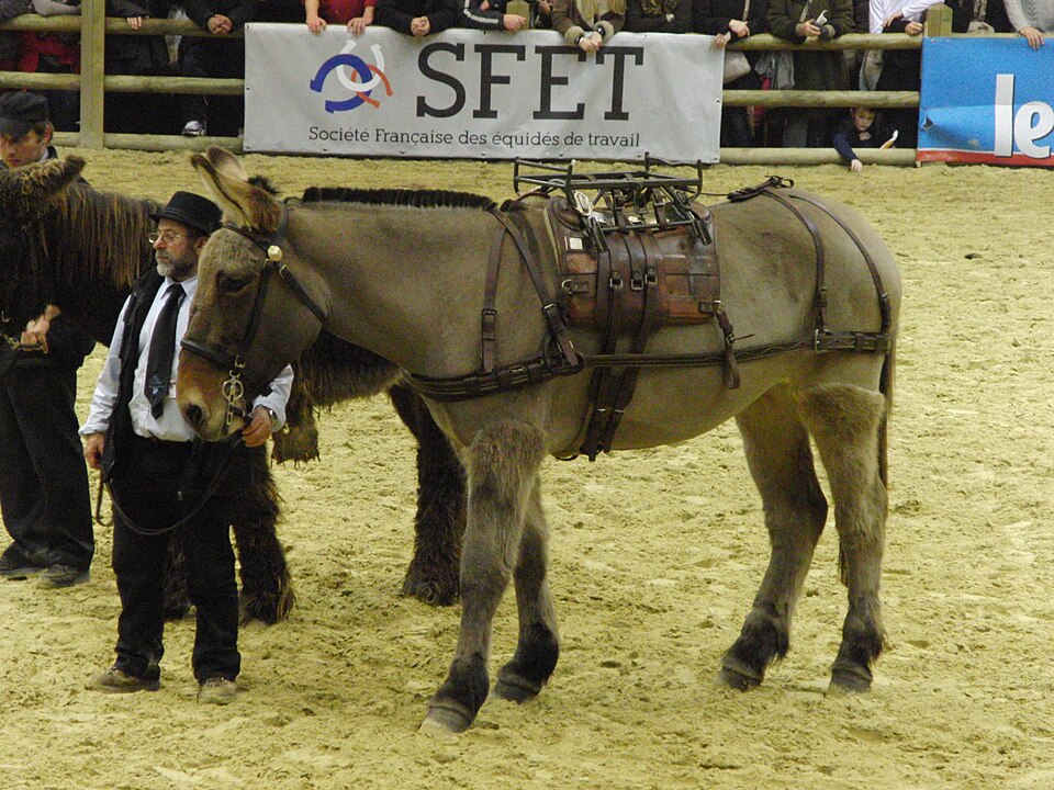 Mule poitevine (photo Wikipédia)