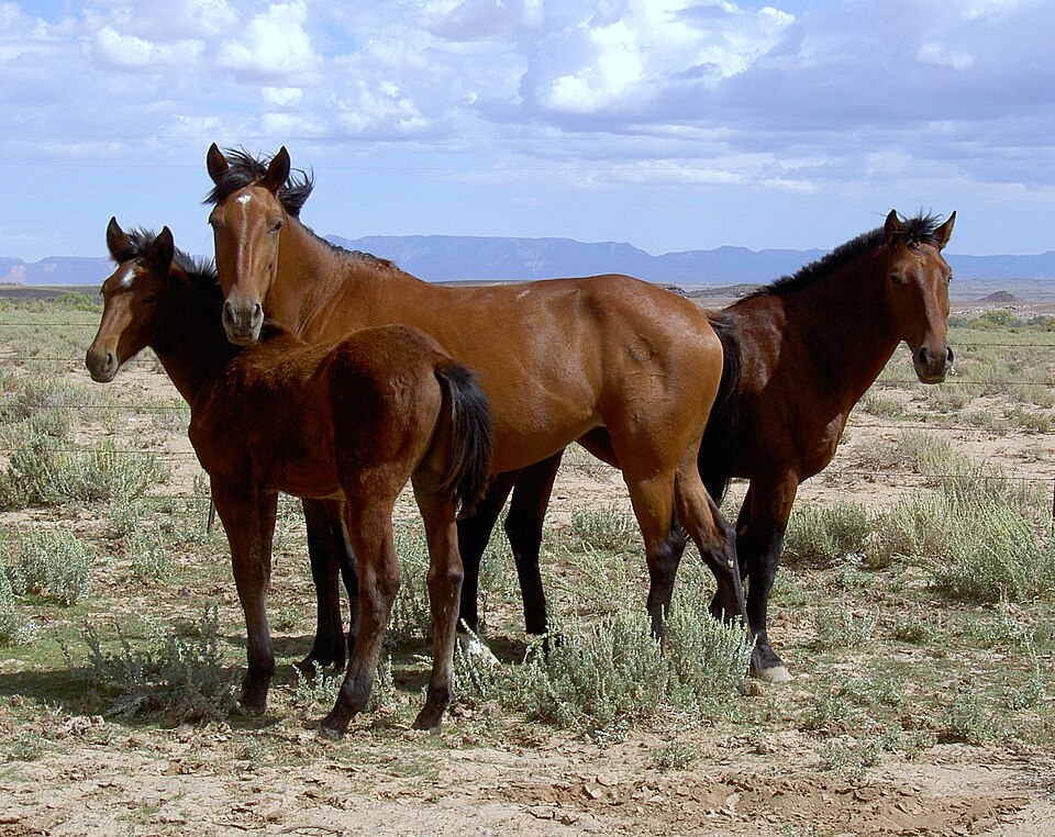 Mustang (photo Wikipédia)