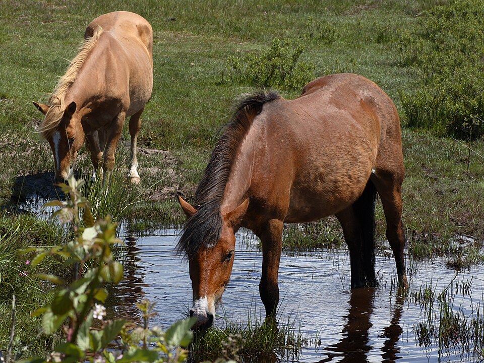 New Forest (photo Wikipédia)