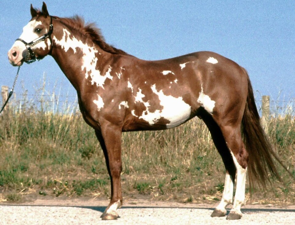 Paint Horse (photo Wikipédia)