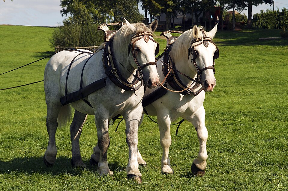 Trait percheron (photo Wikipédia)
