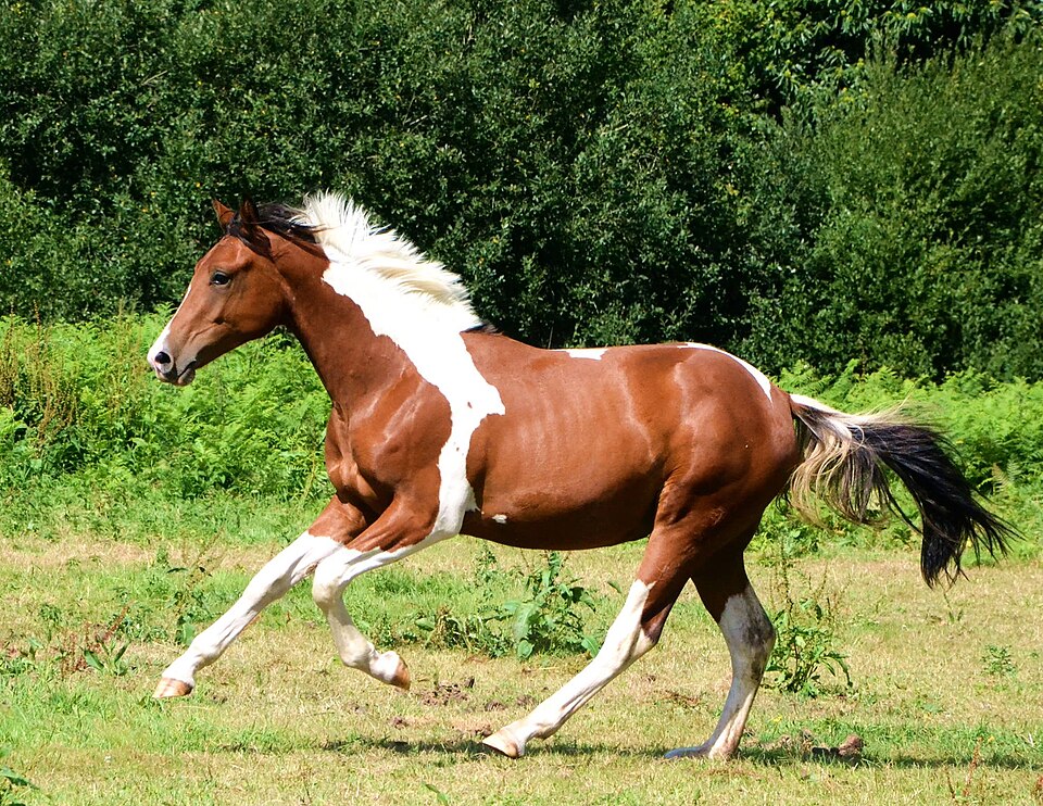 Pinto (photo Wikipédia)