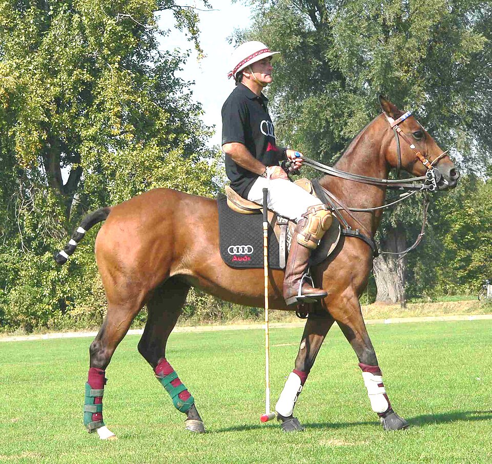 Polo Pony (photo Wikipédia)