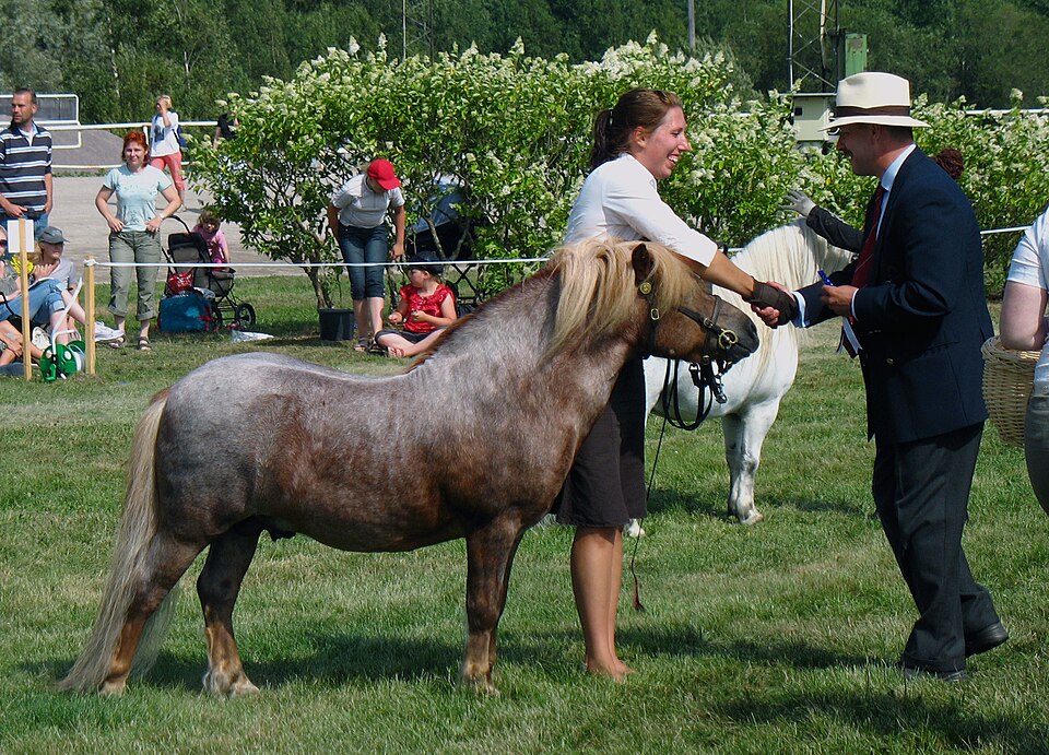 Poney (photo Wikipédia)