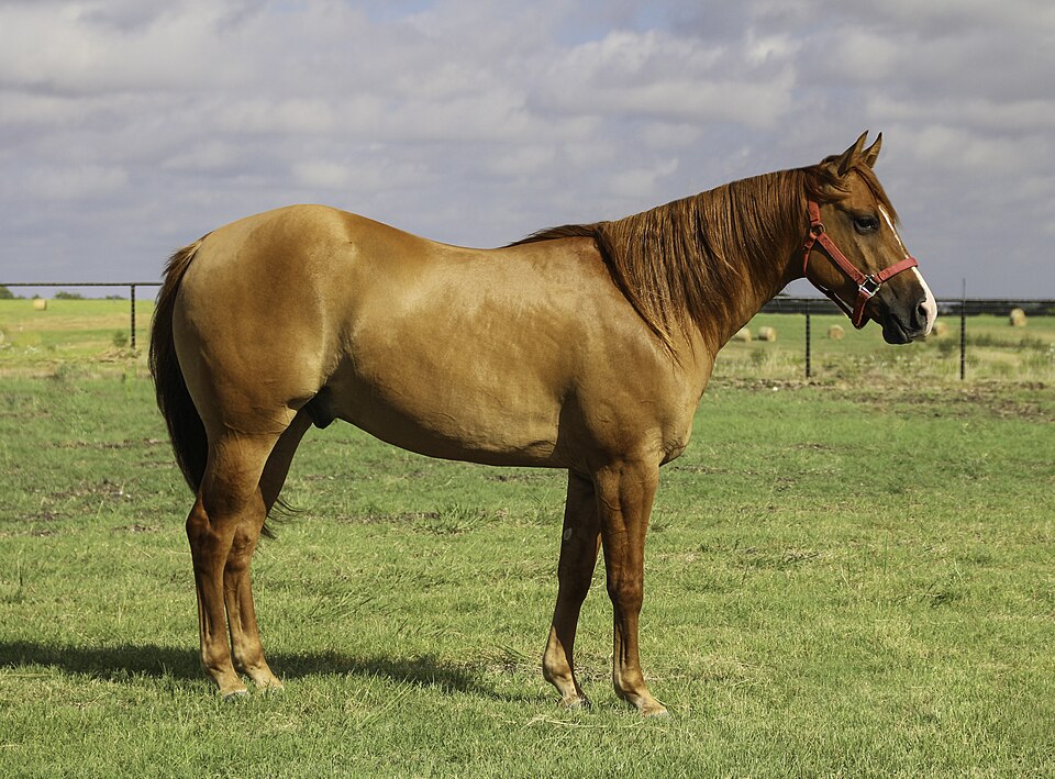 Quarter Horse Appendix (photo Wikipédia)