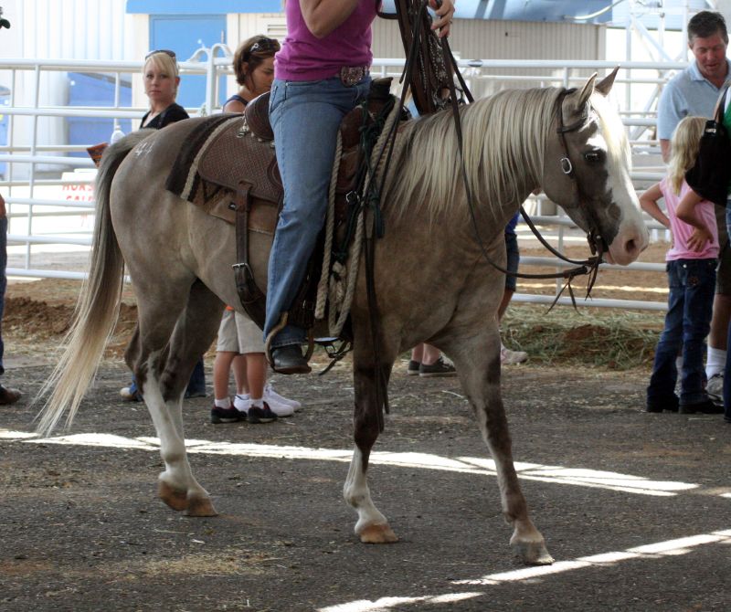 Quarter pony (photo Wikipédia)