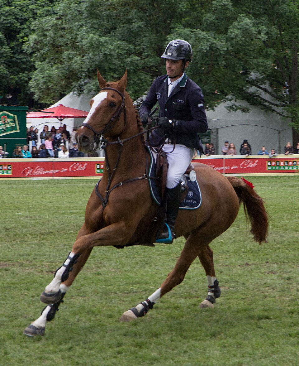 Selle australien (photo Wikipédia)
