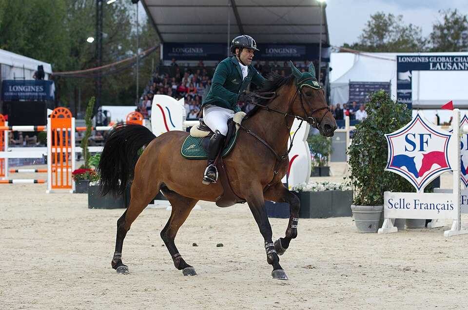 Selle français (section A) (photo Wikipédia)