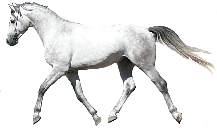 Shagya (photo Wikipédia)