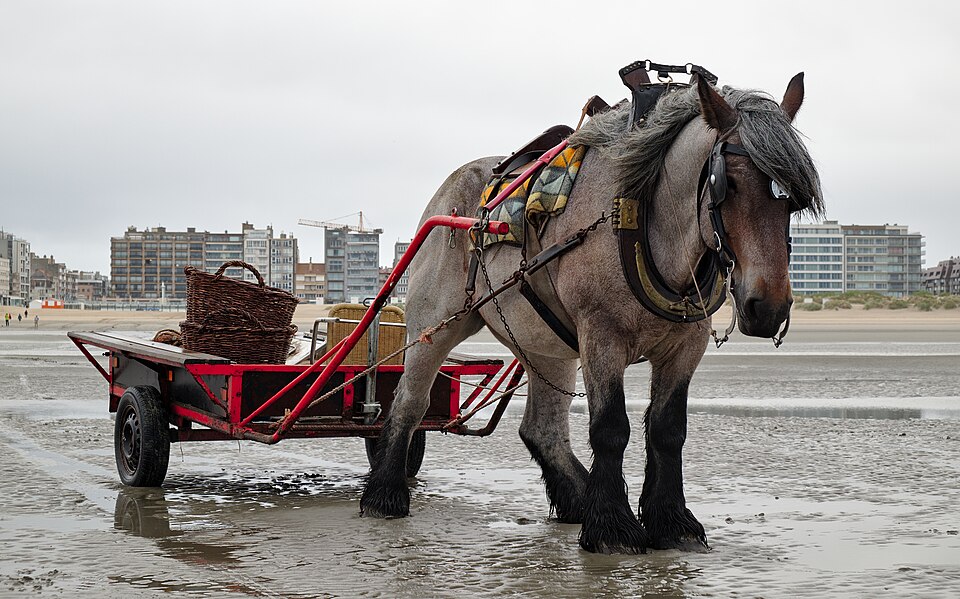Trait belge (photo Wikipédia)